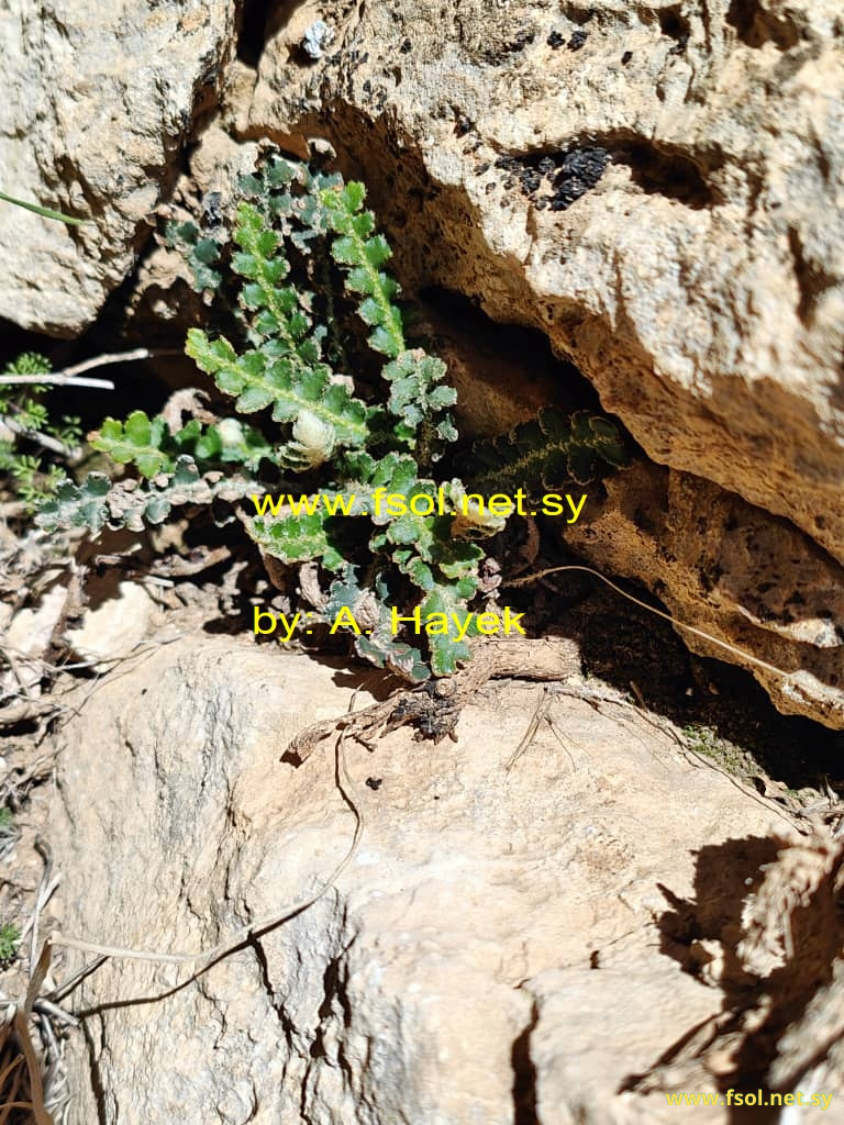 Asplenium ceterach L.